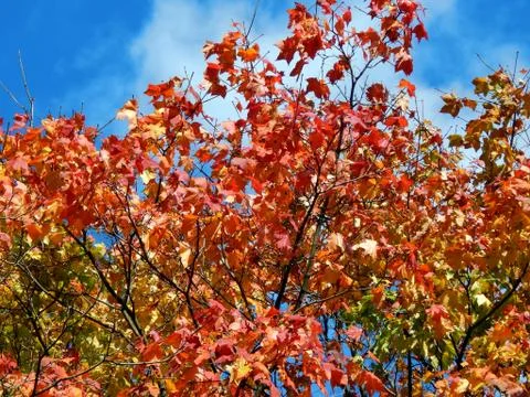 Autumn leaves on the branches of a tree Stock Photos
