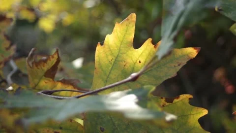 Autumn leaves on the branches under the rays of the sun. A walk through the Stock Footage 315177493