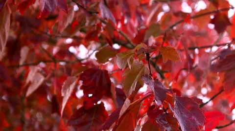 Autumn Leaves in the Breeze Stock Footage 31875683