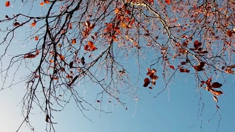 Autumn Leaves in Breeze Stock Footage 293502265
