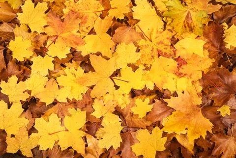 Autumn leaves build leaf pattern. Autumn leaves create seasonal texture. Au.. Stock Photos