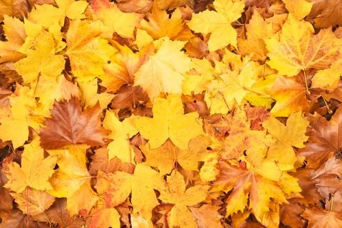 Autumn leaves build leaf pattern. Autumn leaves create seasonal texture. Au.. Stock Photos