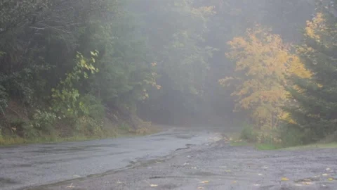 AUTUMN Leaves Changing During a Light RAIN, (HD 24p) Stock Footage 272172599