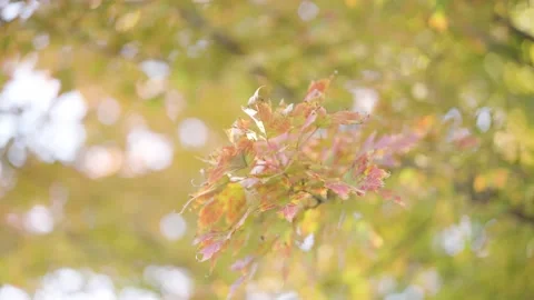Autumn Leaves Changing Stock-Footage 229975826