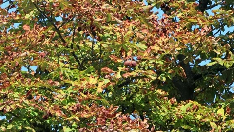 Autumn leaves on chestnut tree Stock Footage 345065411