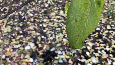 Autumn leaves close up. 4 Stock Footage 98195059