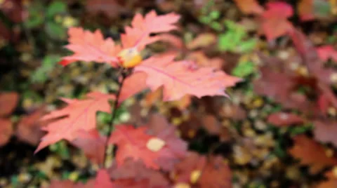 Autumn leaves (close-up) Stock Footage 31989221