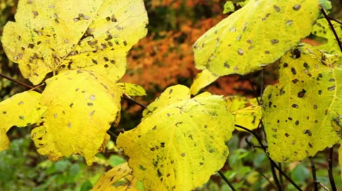 Autumn leaves (close-up) Stock Footage 31989867