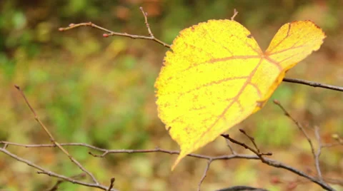 Autumn leaves (close-up) Stock Footage 31990482