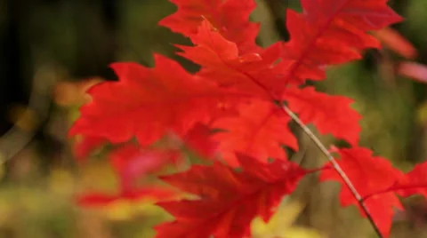 Autumn leaves (close-up) Stock Footage 31993749