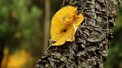 Autumn leaves (close-up) Stock Footage 31996310