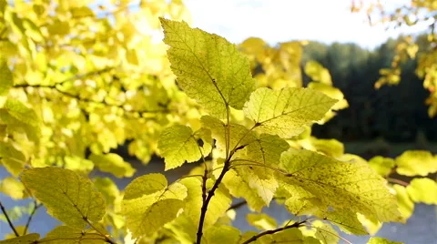 Autumn leaves close-up Stock Footage 67885102