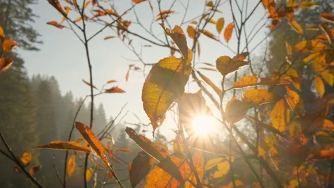 Autumn  leaves close up Stock Footage 121922392