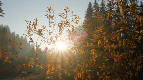 Autumn  leaves close up Stock Footage 121922416
