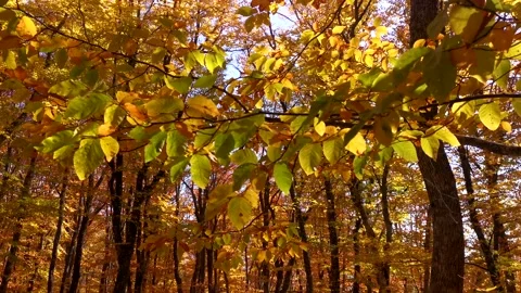 Autumn leaves close-up. Stock Footage 203237795