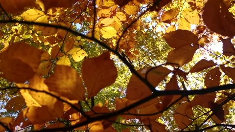 Autumn leaves close-up. Stock Footage 203238619