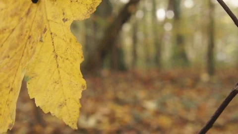 Autumn Leaves closeup Video stock 82243510