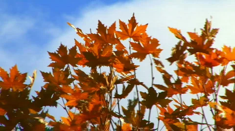 Autumn Leaves with Clouds Stockbeeldmateriaal 852996