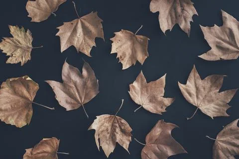 Autumn leaves composition pattern on dark background from above. Maple leaf.. Stock Photos