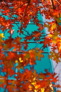 Autumn leaves contrasting window Stock Photos