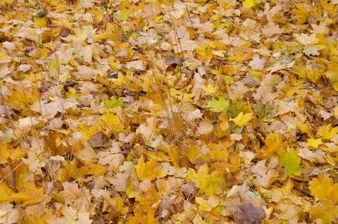 Autumn leaves covered the ground like a solid carpet Stock Photos
