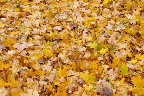 Autumn leaves covered the ground like a solid carpet Stock Photos