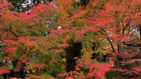 Autumn leaves at Daikozenji temple, Saga Prefecture, Japan Stock Footage