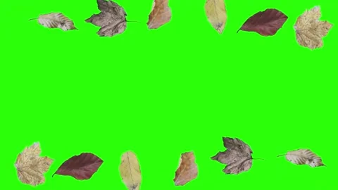 Autumn leaves design elements animation on the green screen Stock Footage 283770135