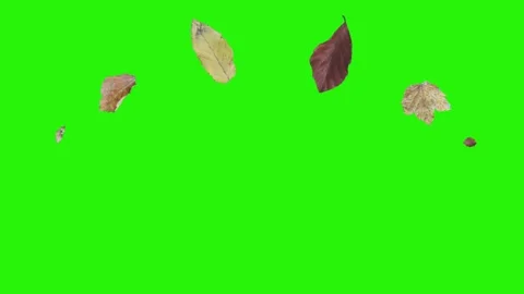 Autumn leaves design elements animation ... | Stock Video | Pond5