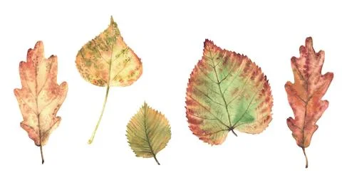 Autumn leaves from different deciduous trees, such as oak, birch and aspen Stock Illustration