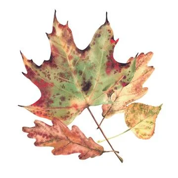 Autumn leaves from different deciduous trees, such as maple, oak and aspen Stock Illustration