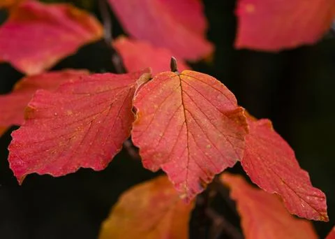 Autumn leaves display vibrant red hues against a dark background in a natur.. Stock Photos