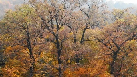 Autumn Leaves in Dramatic Colors Stock Footage 106153770