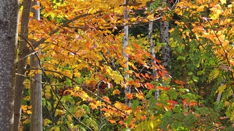 Autumn Leaves Drift Down Through Golden Forest Canopy Vidéo 348883461