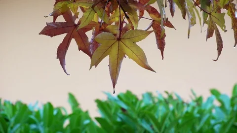 Autumn Leaves with drop of the rain Stock Footage 81964070