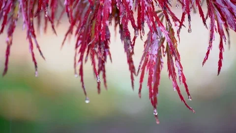 Autumn Leaves with drop of the rain Stock Footage 82016645