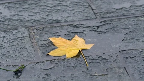 Autumn Leaves with drop of the rain Stock Footage 82124276