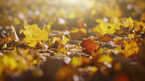 Autumn Leaves in Evening Rays Stock Footage 81669251