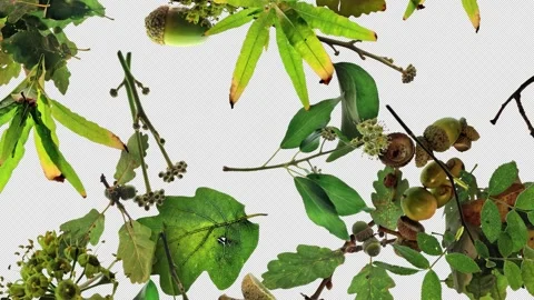 Autumn Leaves Fall 01 With Alpha Stock Footage 294057346