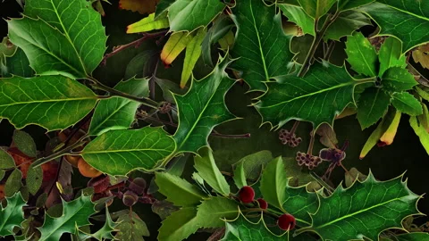 Autumn Leaves Fall 02 Stock Footage 294054501