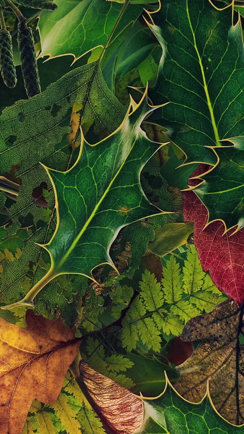 Autumn Leaves Fall 04 Stock Footage 294055360