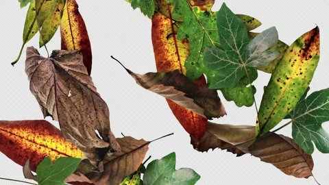 Autumn Leaves Fall 05 With Alpha Stock Footage 294057421