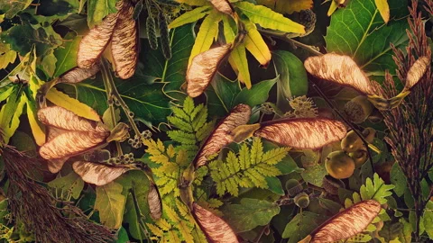 Autumn Leaves Fall 05 Stock Footage 294054499