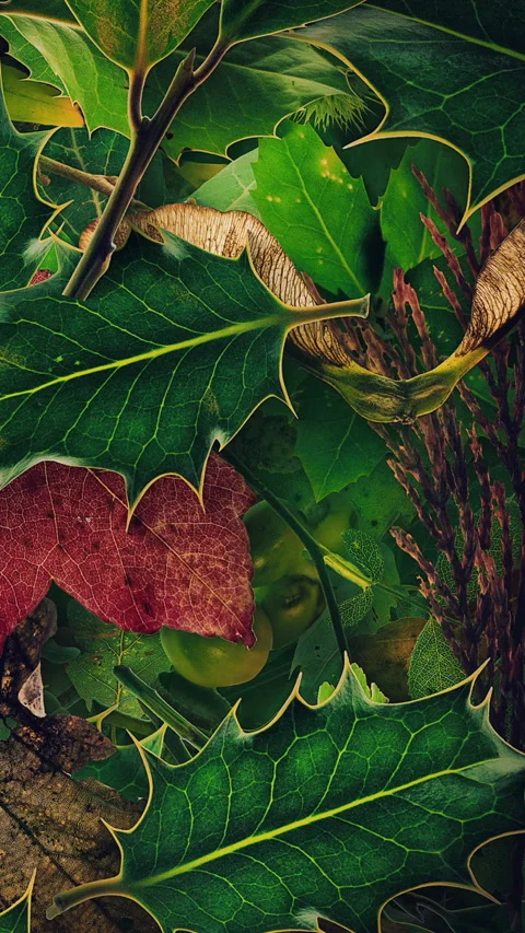 Autumn Leaves Fall 06 Stock Footage 294055401