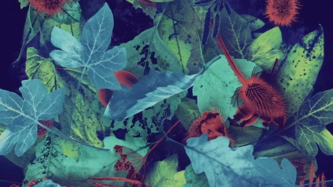 Autumn Leaves Fall 08 Stock Footage 294055055
