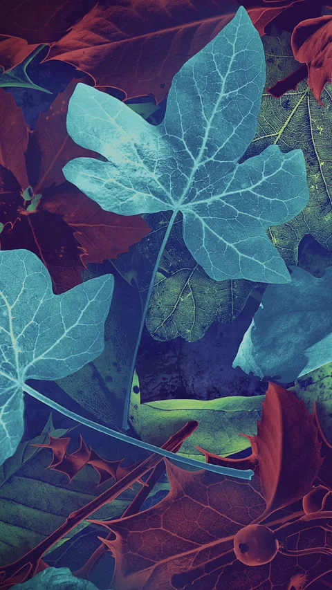 Autumn Leaves Fall 08 Stock-Footage 294055553