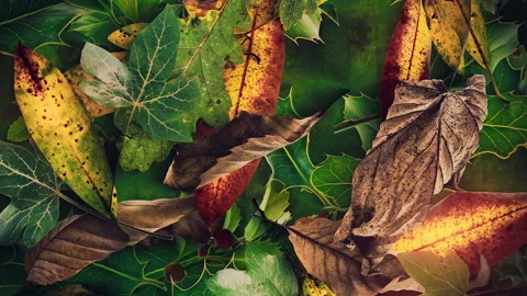 Autumn Leaves Fall 09 Stock Footage 294055073