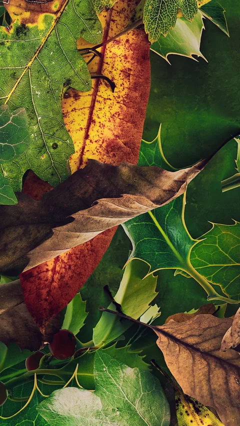 Autumn Leaves Fall 10 Stock-Footage 294055686