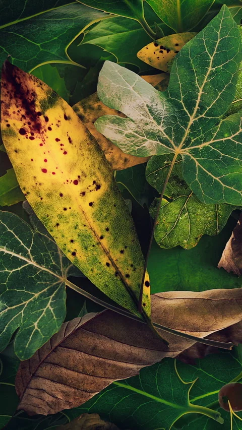 Autumn Leaves Fall 12 Stock Footage 294055703