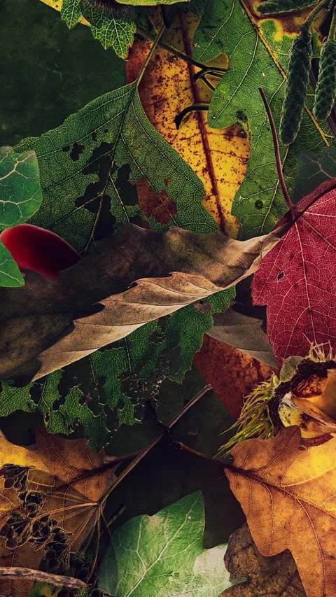 Autumn Leaves Fall 16 스톡 동영상 294055840